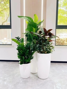 专业余姚花木租摆，铸就优质绿色体验